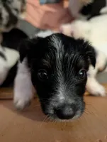 Zeus , a male Australian Shepherd and Border Collie for sale in Winona, MN – 1 of 3