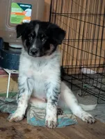 Zeus , a male Australian Shepherd and Border Collie for sale in Winona, MN – 3 of 9