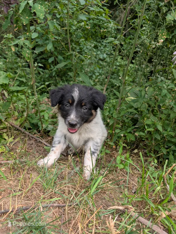 Zeus  – Australian Shepherd, Border Collie puppy for sale in Winona, MN