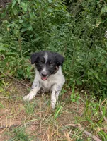 Zeus , a male Australian Shepherd and Border Collie for sale in Winona, MN – 2 of 9