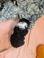 Hercules , a male Australian Shepherd and Border Collie for sale in Winona, MN – 3 of 3