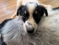 Apollo , a male Australian Shepherd and Border Collie for sale in Winona, MN – 3 of 8