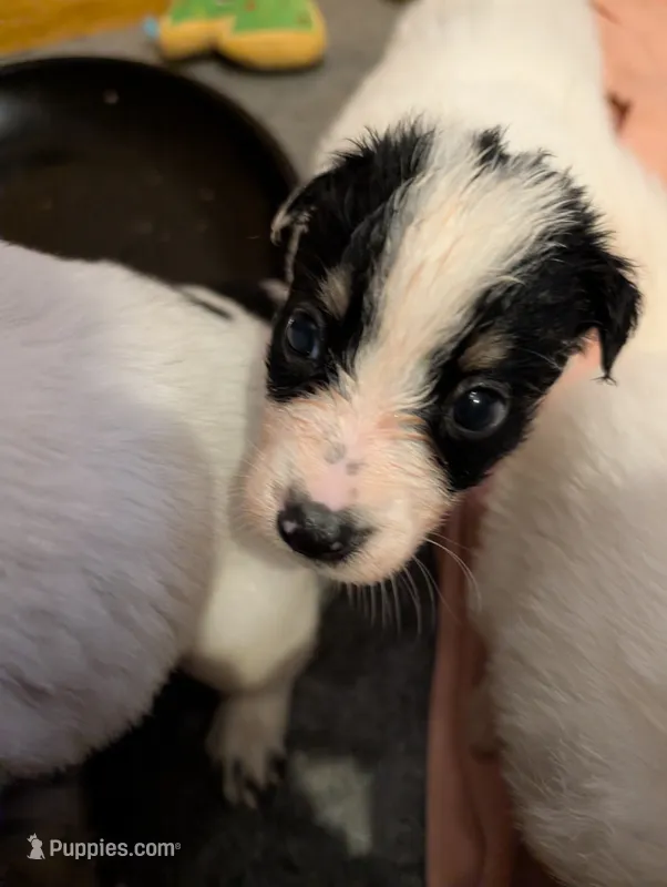 Apollo  – Australian Shepherd, Border Collie puppy for sale in Winona, MN
