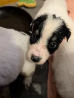 Apollo , a male Australian Shepherd and Border Collie for sale in Winona, MN – 1 of 4