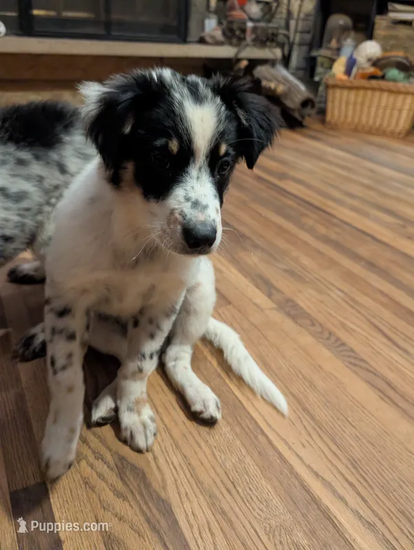 Apollo  – Australian Shepherd, Border Collie puppy for sale in Winona, MN