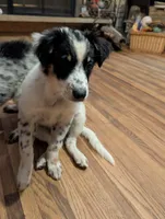 Apollo , a male Australian Shepherd and Border Collie for sale in Winona, MN – 1 of 8