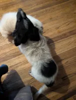 Zeus , a male Australian Shepherd and Border Collie for sale in Winona, MN – 9 of 9