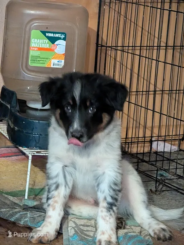 Zeus  – Australian Shepherd, Border Collie puppy for sale in Winona, MN
