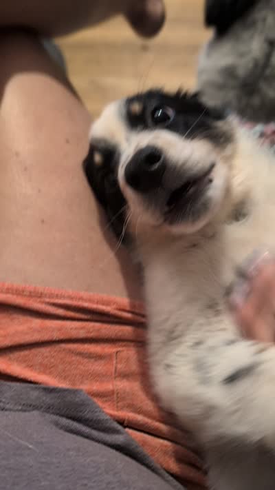 Apollo , a male Australian Shepherd and Border Collie for sale in Winona, MN – 4 of 8