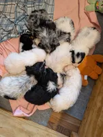 Aphrodite , a male Australian Shepherd and Border Collie for sale in Winona, MN – 5 of 5