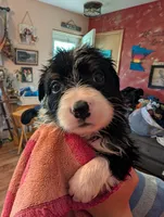 Poseidon, a male Australian Shepherd and Border Collie for sale in Winona, MN – 3 of 4