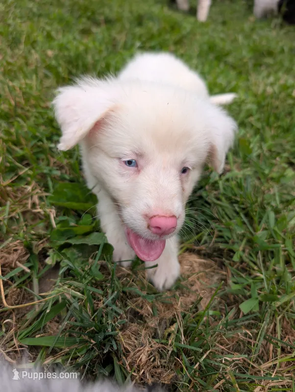 Aphrodite  – Australian Shepherd, Border Collie puppy for sale in Winona, MN