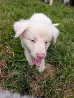 Aphrodite , a male Australian Shepherd and Border Collie for sale in Winona, MN – 2 of 8