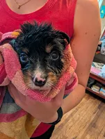 Hercules , a male Australian Shepherd and Border Collie for sale in Winona, MN – 1 of 3