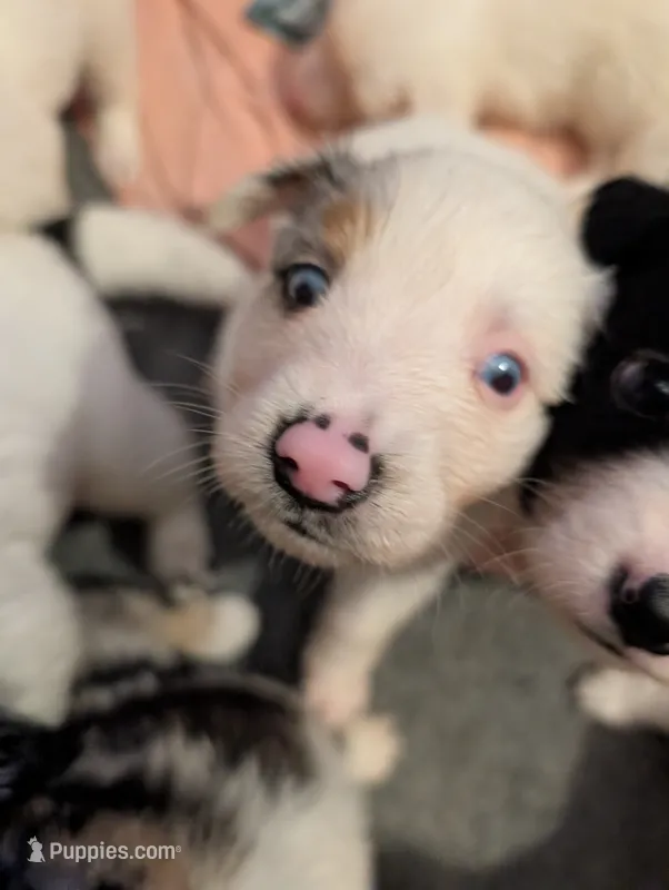 Hermes  – Australian Shepherd, Border Collie puppy for sale in Winona, MN
