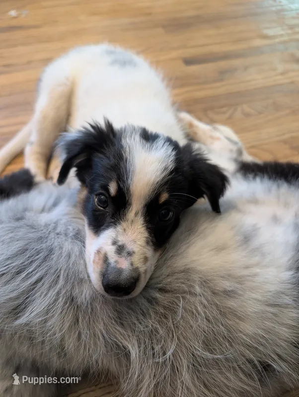 Apollo  – Australian Shepherd, Border Collie puppy for sale in Winona, MN