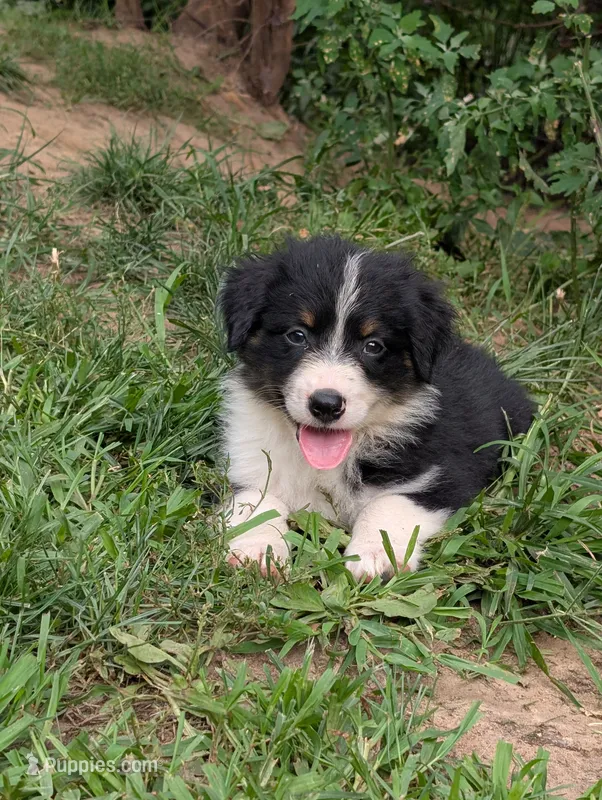 Poseidon – Australian Shepherd, Border Collie puppy for sale in Winona, MN