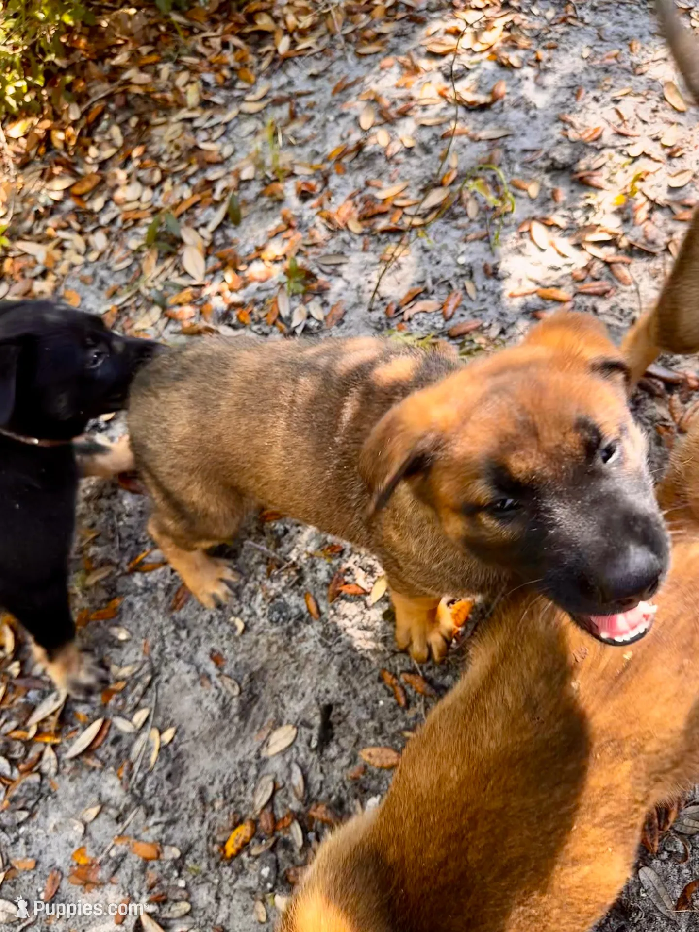 Koda, a male Belgian Malinois and German Shepherd Dog for sale in Deland, FL – Photo 5 of 10