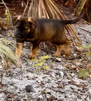 Titan, a male Belgian Malinois and German Shepherd Dog for sale in Deland, FL – Photo 5 of 10