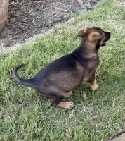 Titan, a male Belgian Malinois and German Shepherd Dog for sale in Deland, FL – Photo 2 of 10