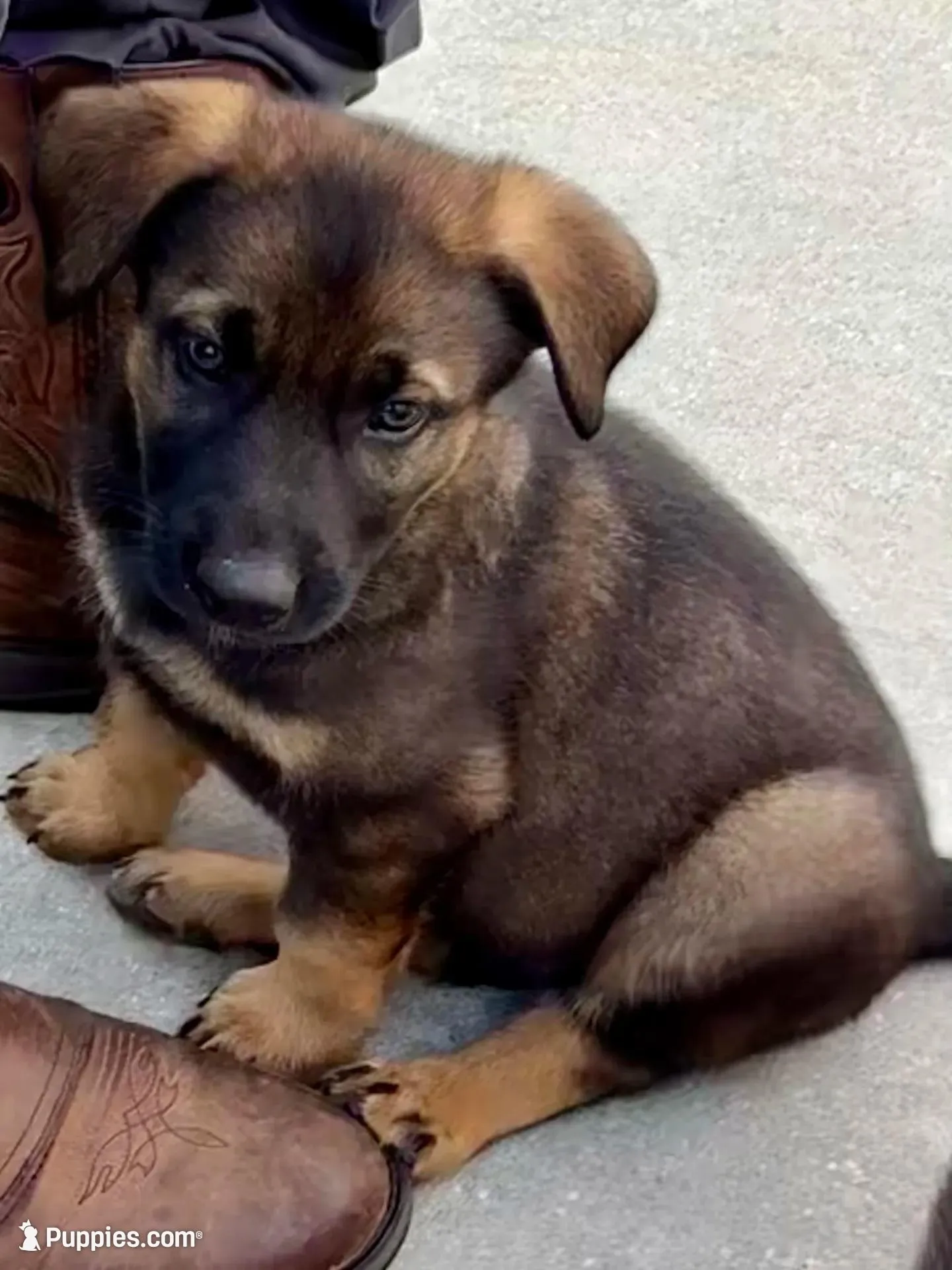 Titan, a male Belgian Malinois and German Shepherd Dog for sale in Deland, FL – Photo 3 of 10