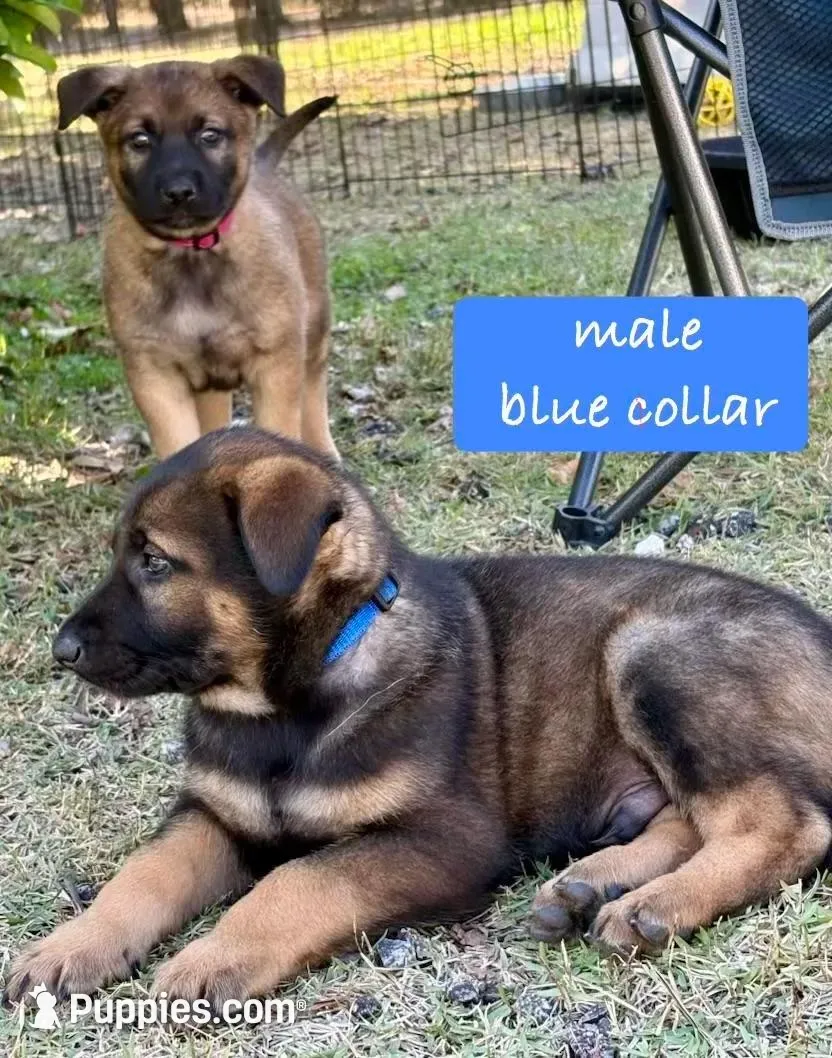 Titan – Belgian Malinois, German Shepherd Dog puppy for sale in Deland, FL