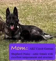 Koda, a male Belgian Malinois and German Shepherd Dog for sale in Deland, FL – Photo 7 of 10