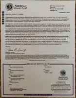 Koda, a male Belgian Malinois and German Shepherd Dog for sale in Deland, FL – Photo 8 of 10