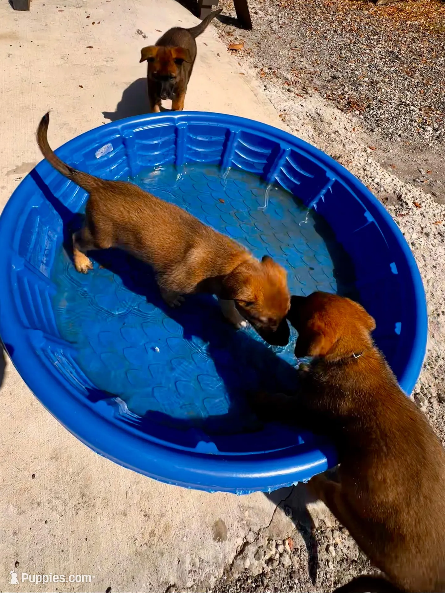 Koda, a male Belgian Malinois and German Shepherd Dog for sale in Deland, FL – Photo 6 of 10