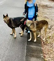 Nyx, a female Belgian Malinois and German Shepherd Dog for sale in Deland, FL – Photo 6 of 10
