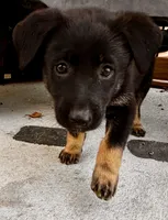 Nyx, a female Belgian Malinois and German Shepherd Dog for sale in Deland, FL – Photo 4 of 10