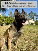Nyx, a female Belgian Malinois and German Shepherd Dog for sale in Deland, FL – Photo 10 of 10