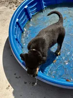 Nyx, a female Belgian Malinois and German Shepherd Dog for sale in Deland, FL – Photo 3 of 10