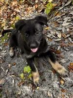 Nyx, a female Belgian Malinois and German Shepherd Dog for sale in Deland, FL – Photo 2 of 10