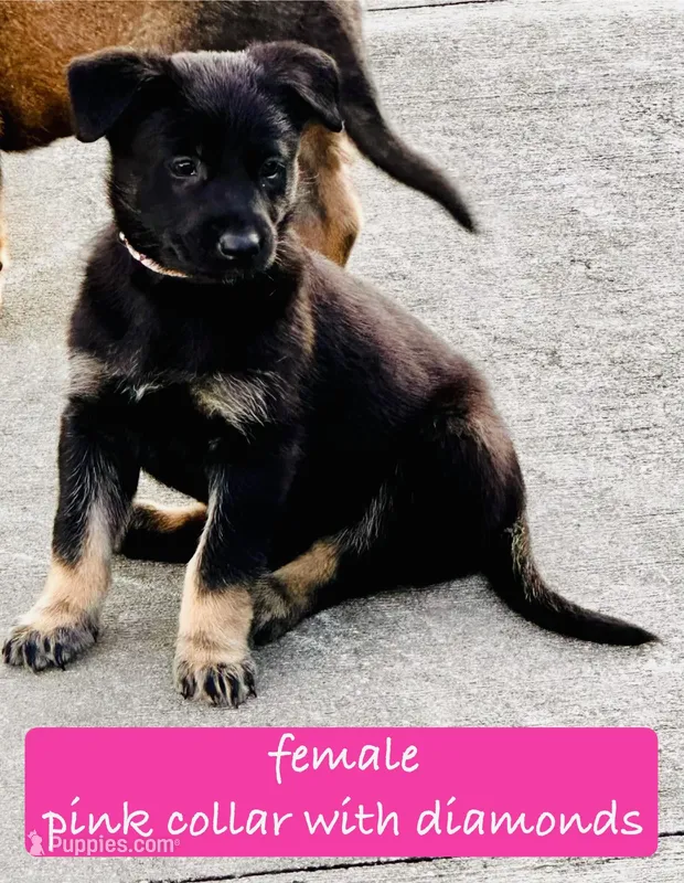 Nyx – Belgian Malinois, German Shepherd Dog puppy for sale in Deland, FL