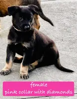 Nyx, a female Belgian Malinois and German Shepherd Dog for sale in Deland, FL – Photo 1 of 10