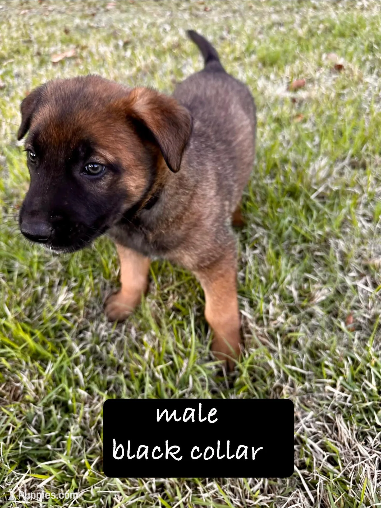 Koda – Belgian Malinois, German Shepherd Dog puppy for sale in Deland, FL