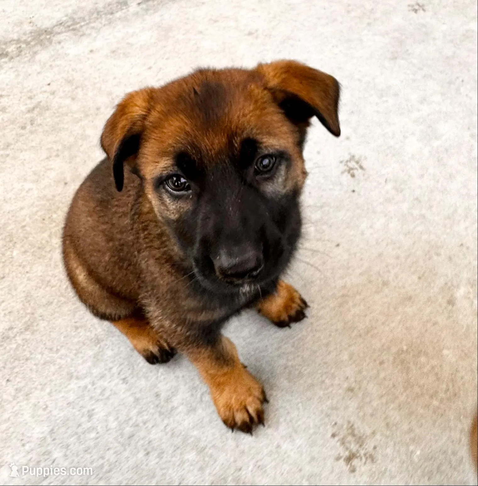 Koda, a male Belgian Malinois and German Shepherd Dog for sale in Deland, FL – Photo 4 of 10