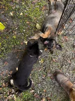 Onyx, a male Belgian Malinois and German Shepherd Dog for sale in Deland, FL – Photo 5 of 10