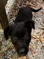 Onyx, a male Belgian Malinois and German Shepherd Dog for sale in Deland, FL – Photo 2 of 10