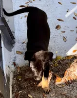 Onyx, a male Belgian Malinois and German Shepherd Dog for sale in Deland, FL – Photo 4 of 10