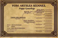 Onyx, a male Belgian Malinois and German Shepherd Dog for sale in Deland, FL – Photo 10 of 10