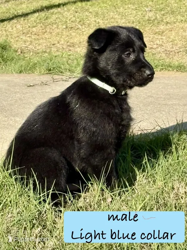 Onyx – Belgian Malinois, German Shepherd Dog puppy for sale in Deland, FL