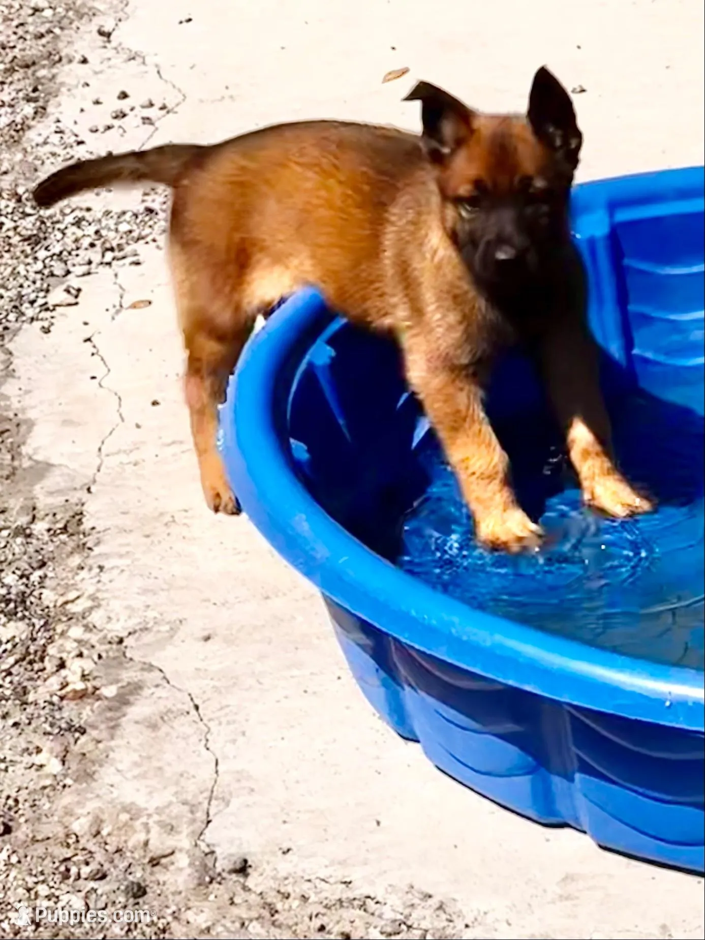 Koda, a male Belgian Malinois and German Shepherd Dog for sale in Deland, FL – Photo 2 of 10