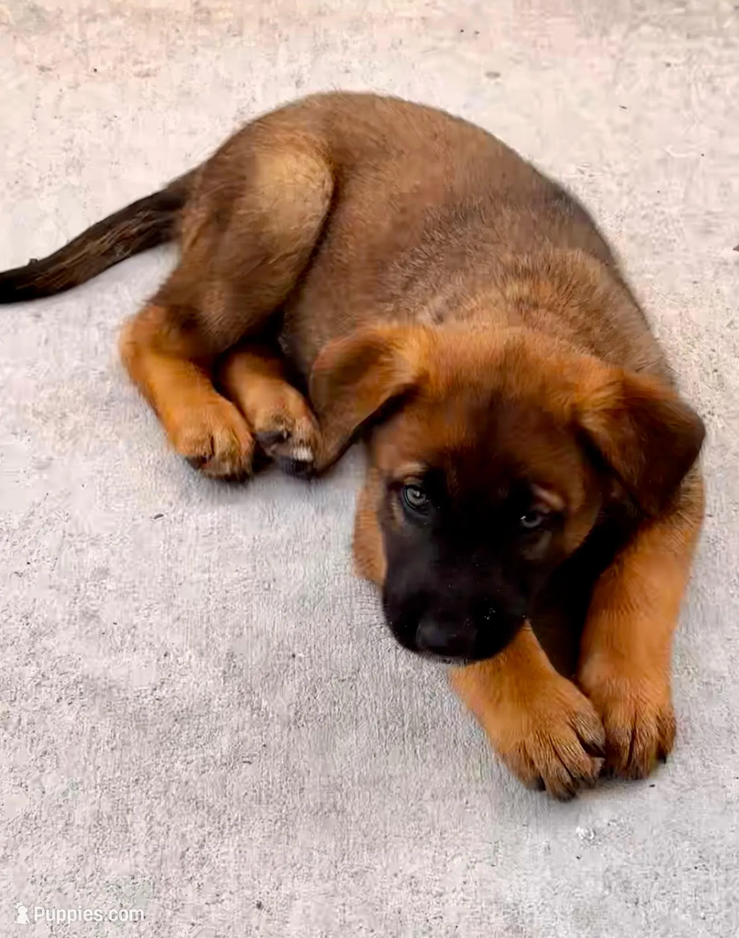 Koda, a male Belgian Malinois and German Shepherd Dog for sale in Deland, FL – Photo 3 of 10