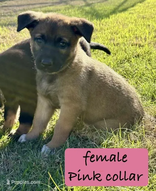 Sienna – Belgian Malinois, German Shepherd Dog puppy for sale in Deland, FL