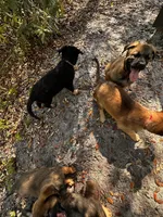 Sienna, a female Belgian Malinois and German Shepherd Dog for sale in Deland, FL – Photo 6 of 10