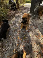 Sienna, a female Belgian Malinois and German Shepherd Dog for sale in Deland, FL – Photo 5 of 10