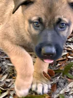 Sienna, a female Belgian Malinois and German Shepherd Dog for sale in Deland, FL – Photo 2 of 10