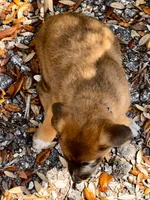 Sienna, a female Belgian Malinois and German Shepherd Dog for sale in Deland, FL – Photo 3 of 10